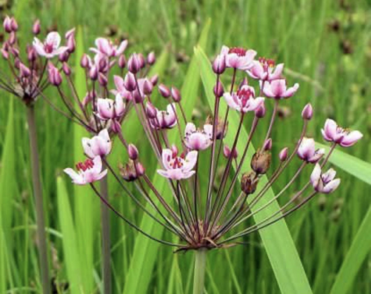 Сусак зонтичный Bútomus umbellátus