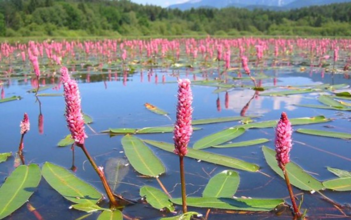 Polygonum amphibium – Горец Земноводный