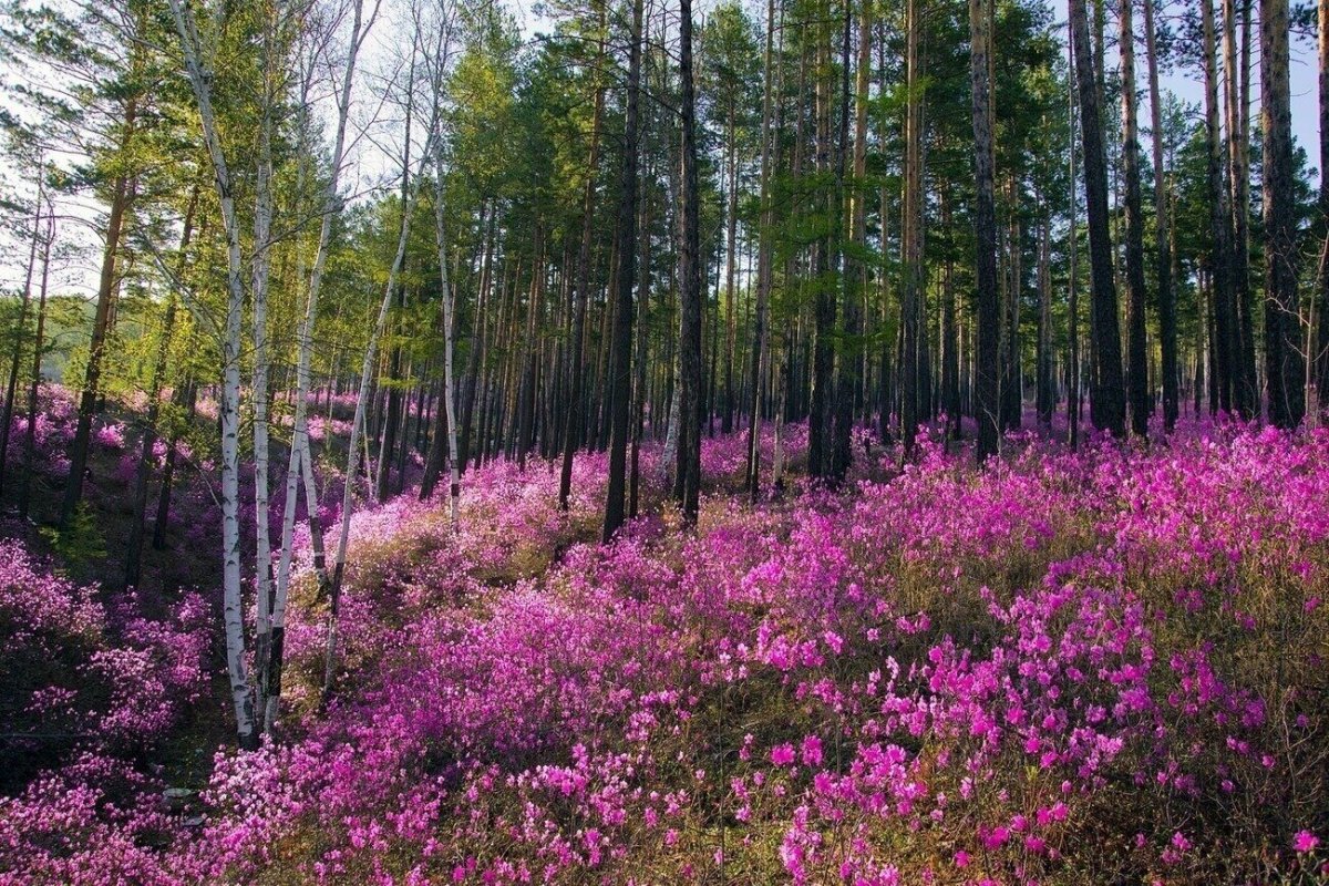 Забайкальский багульник (рододендрон Даурский)