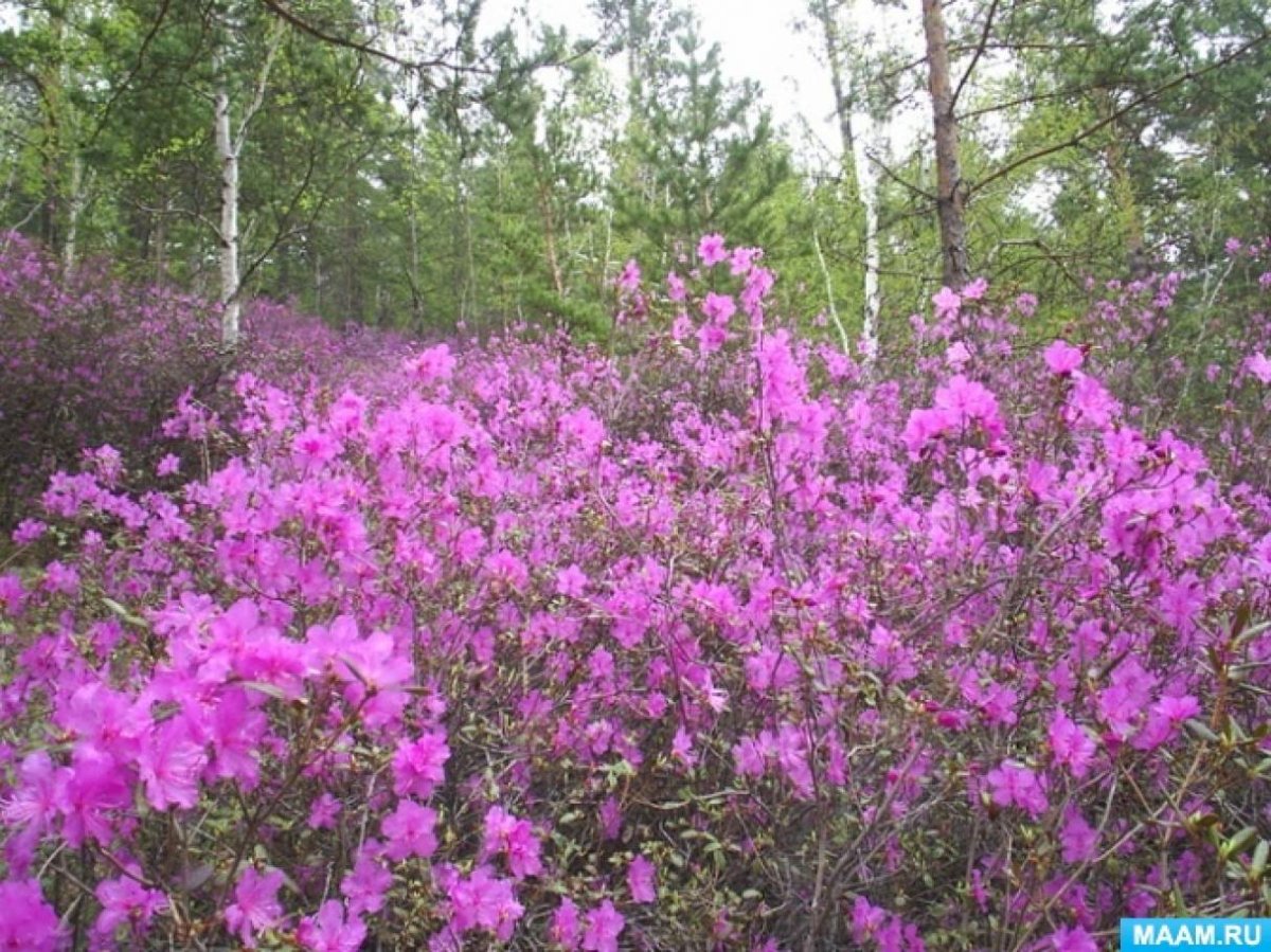 Облучье багульник