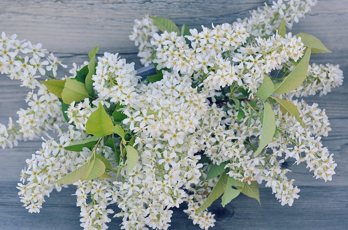 Букет сирени и черемухи