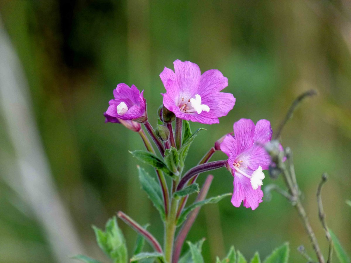 Кипрей железистостебельный (Epilobium adenocaulon)