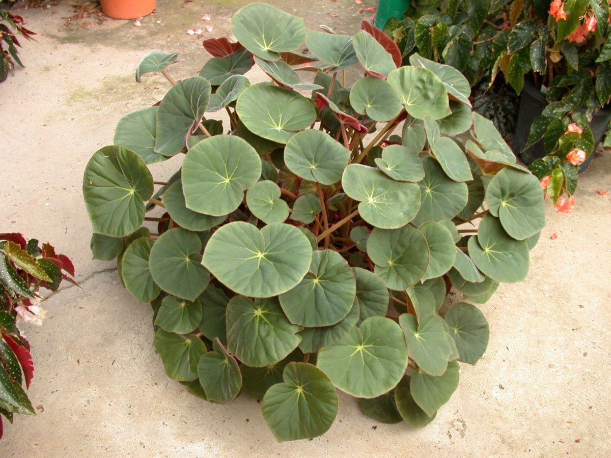 Бегония Кукулата