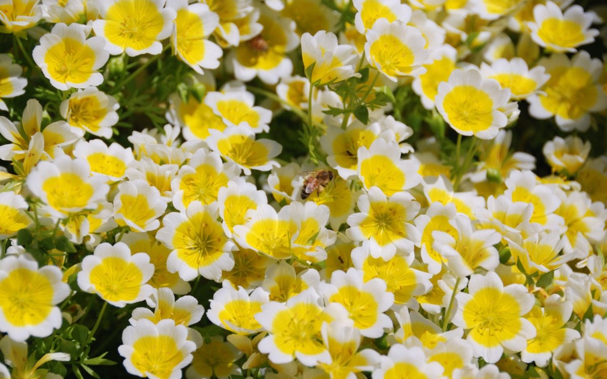 Лютиковые Ranunculaceae