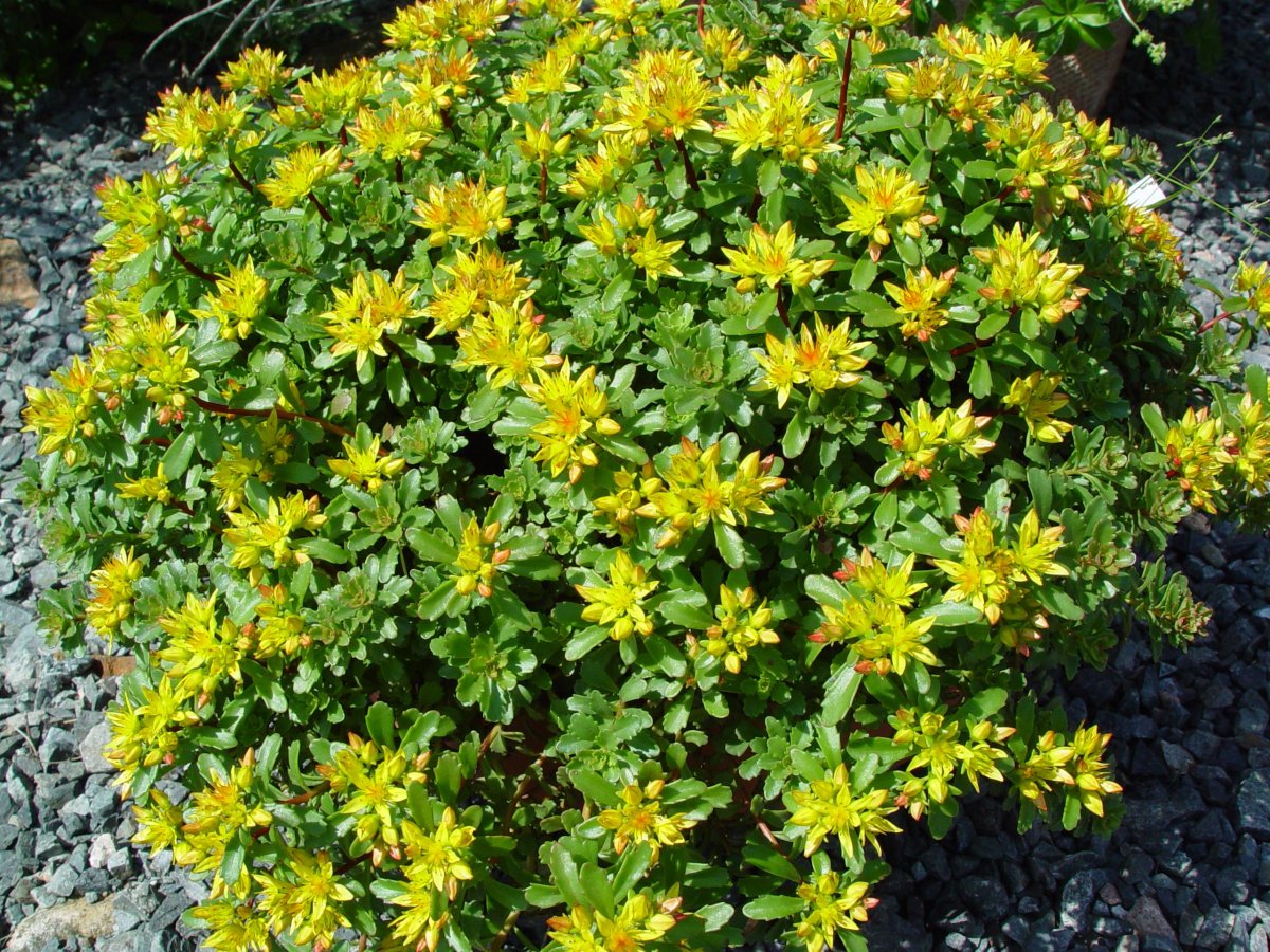 Очиток Курильский (Sedum kurilense)
