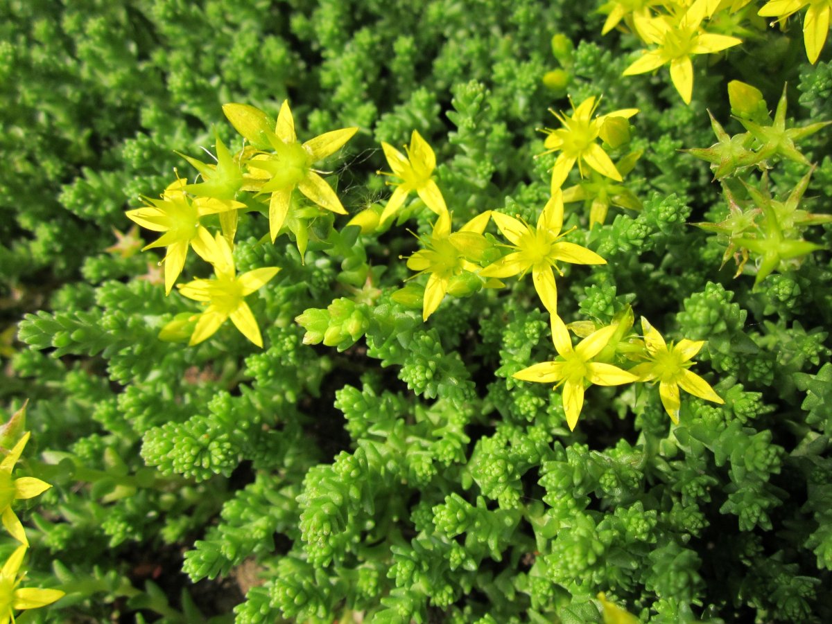 Очиток едкий (Sedum acre `Aureum`)
