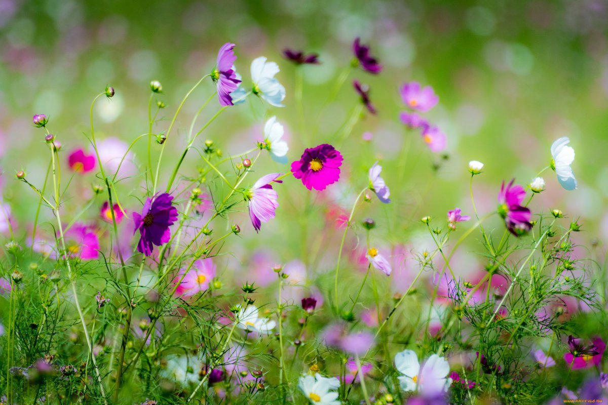 Мелкие летние цветы