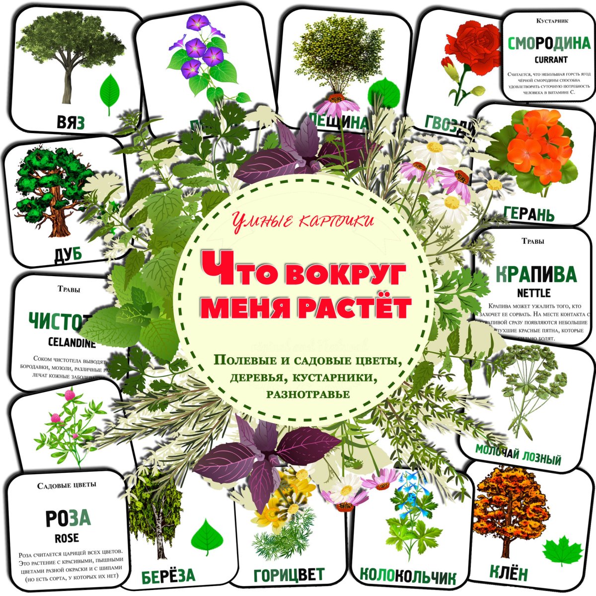 Полевые и садовые цветы