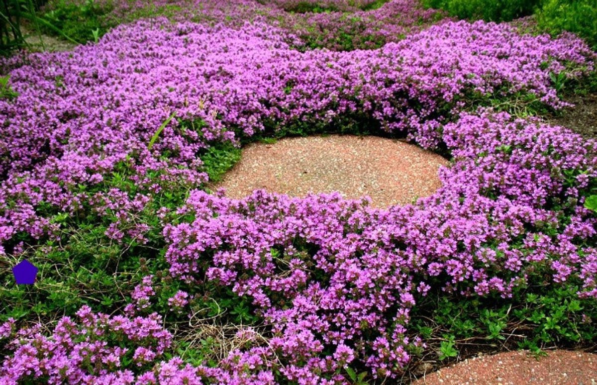 Тимьян ползучий (Thymus serpyllum)