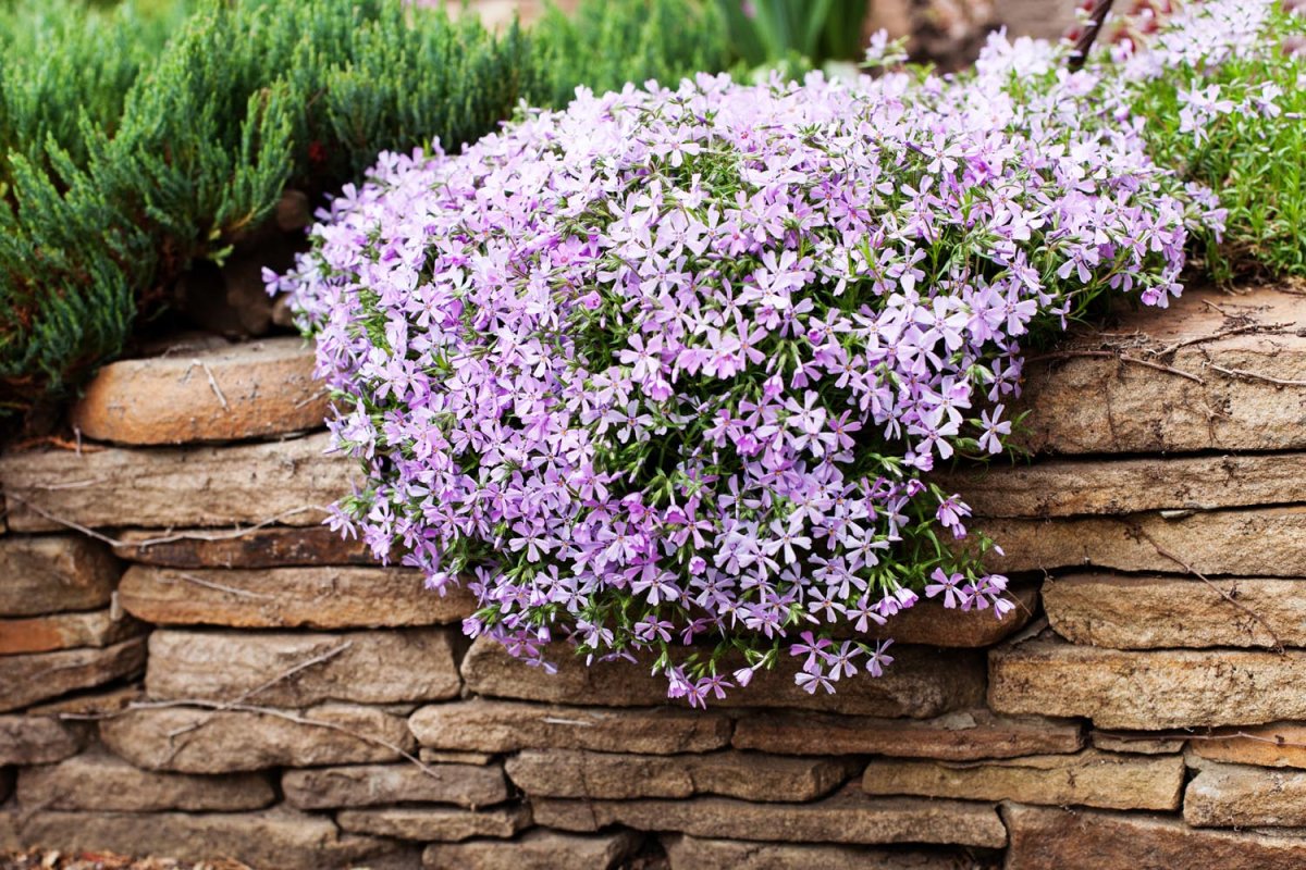 Phlox subulata в рокарии