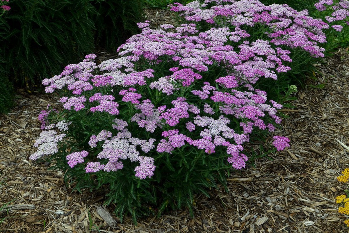 Achillea 'Firefly Amethyst'