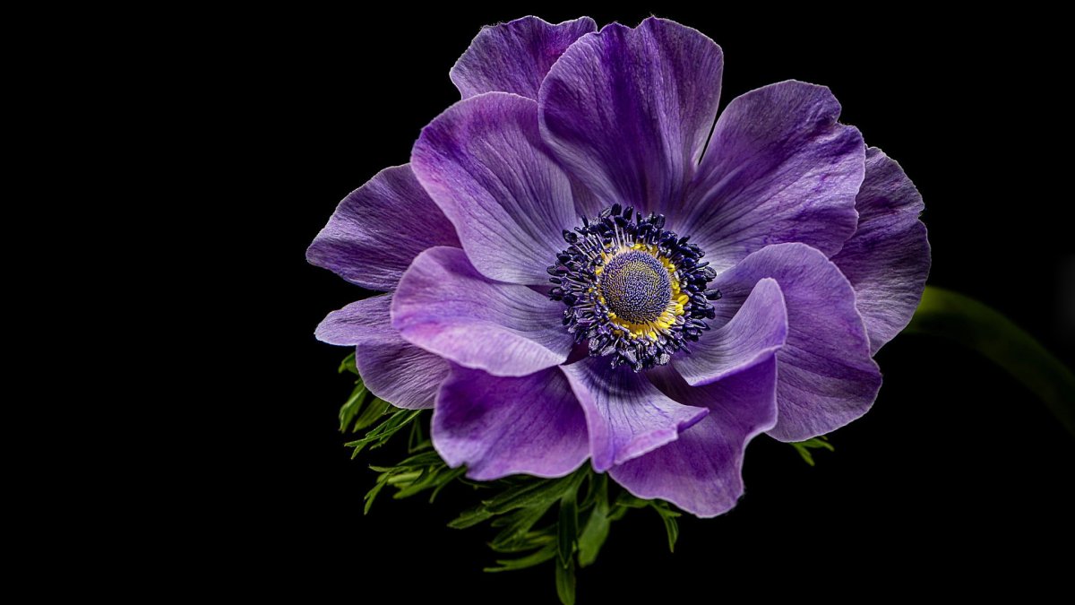 Анемона Anemone Fantasy Belle