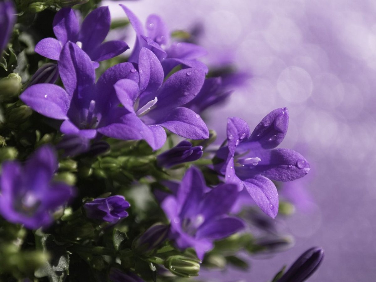 Фиолетовые колокольчики цветы