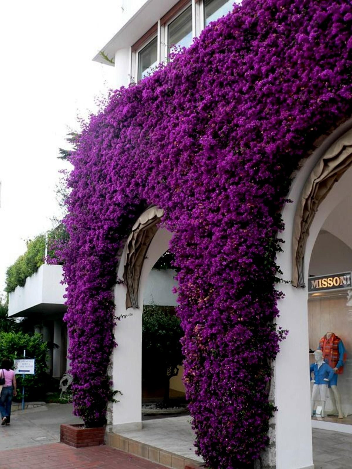 Bougainvillea spectabilis