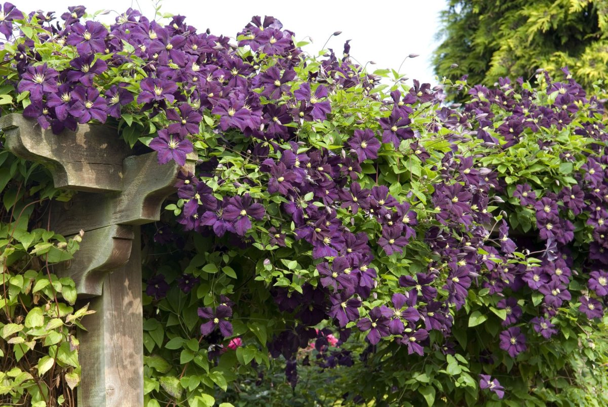 Клематис etoile Violette