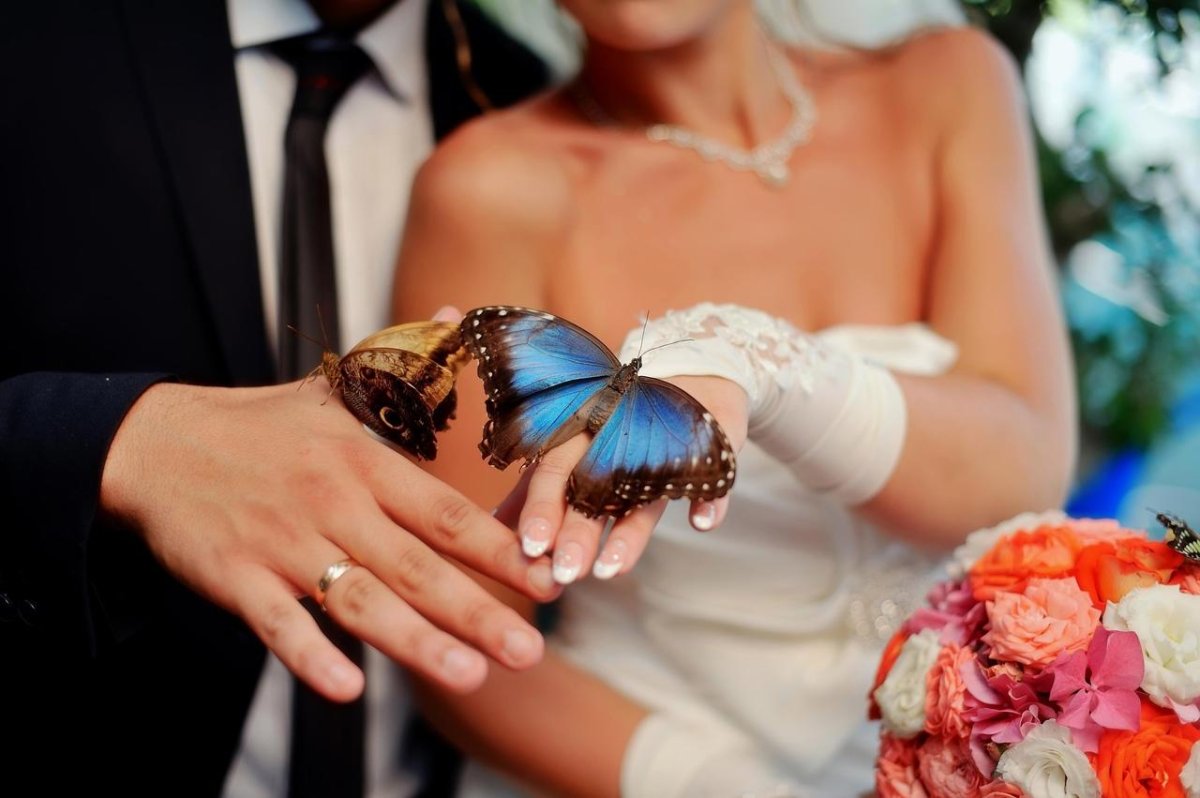 Свадебная бабочка