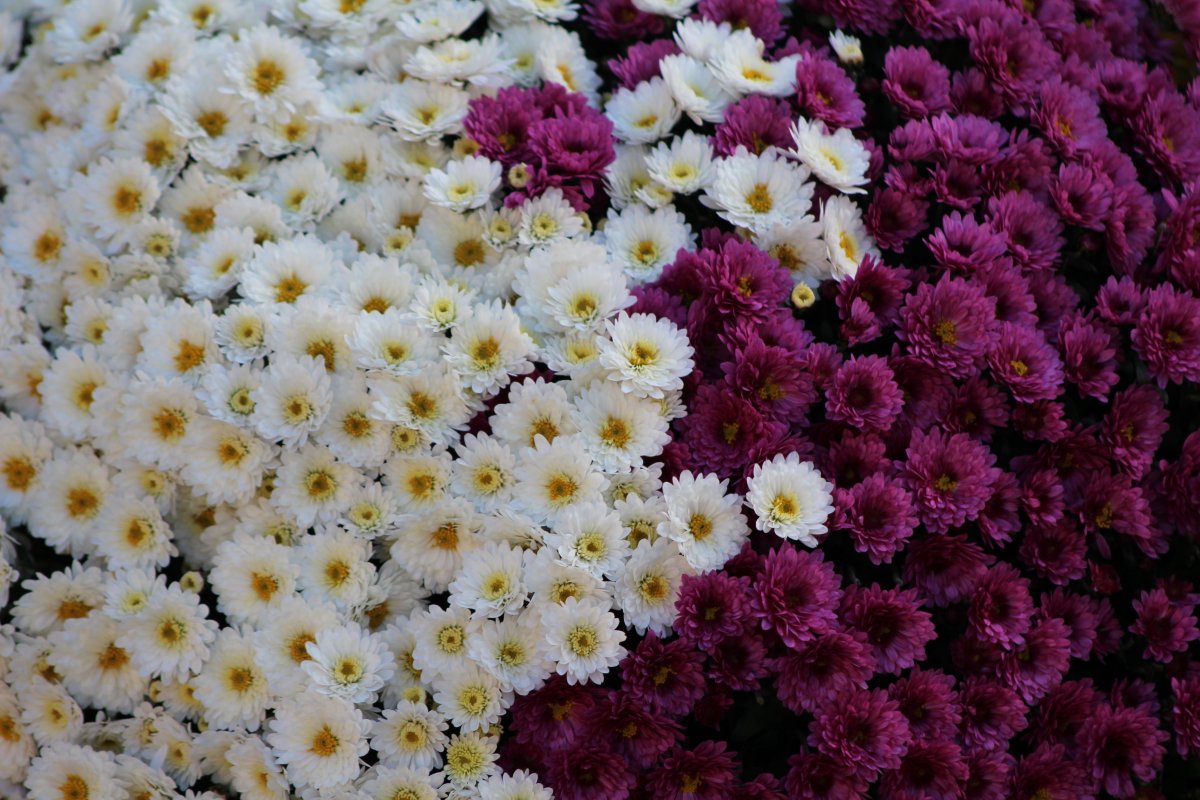 Цветы однолетние хризантемы