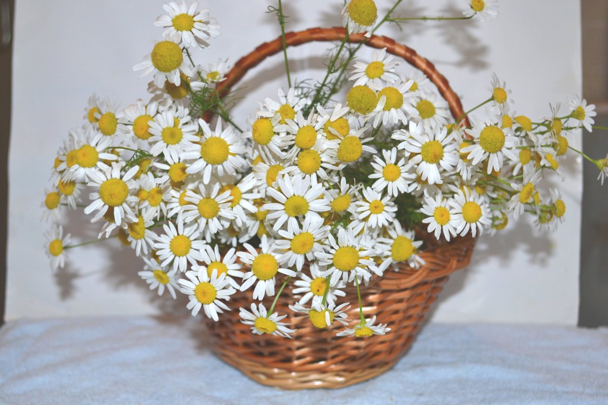 Ромашки в корзине