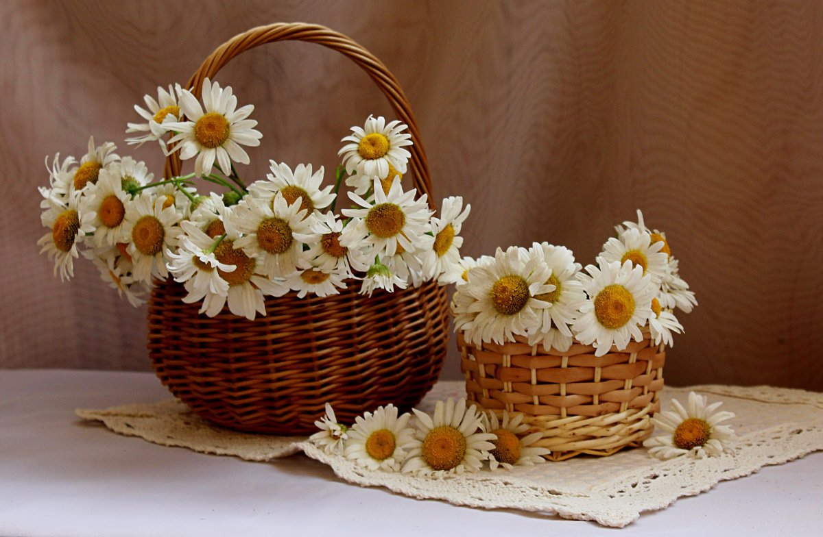 Ромашки в корзине