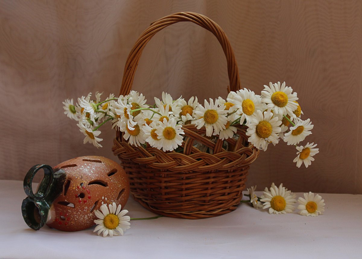 Ромашки в корзине
