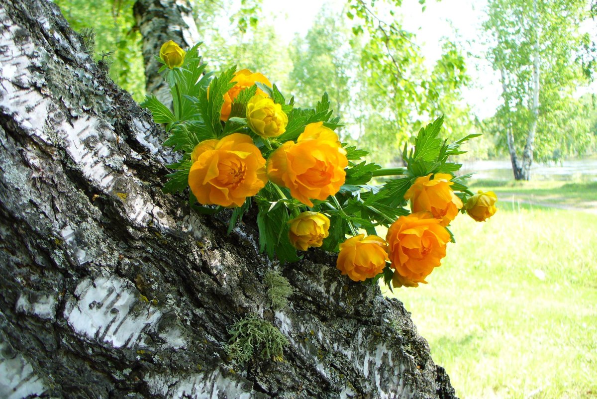 Жарки роза Сибири