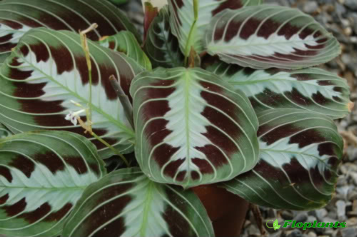 Растение маранта leuconeura massangeana