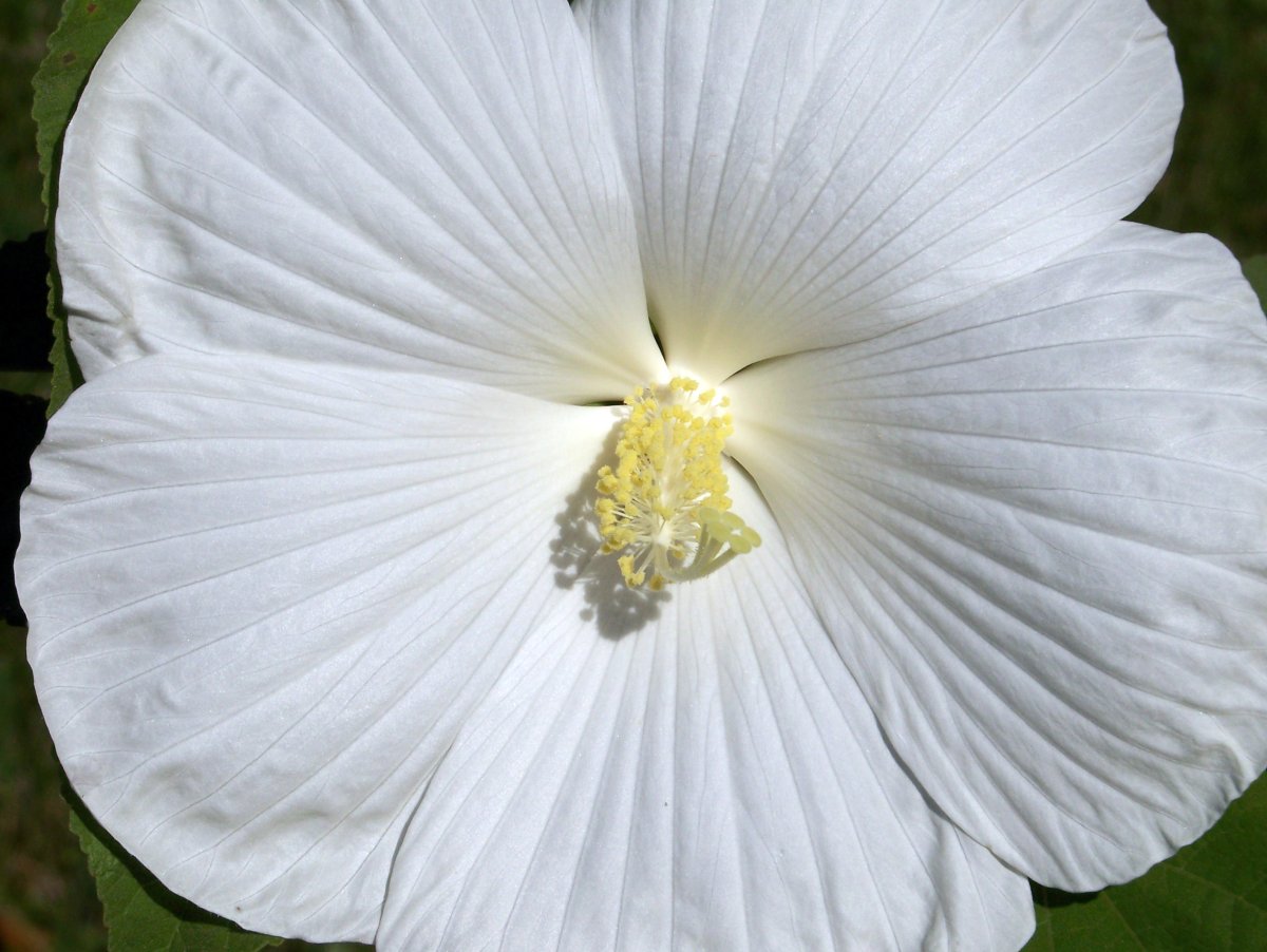 Гибискус White Wings