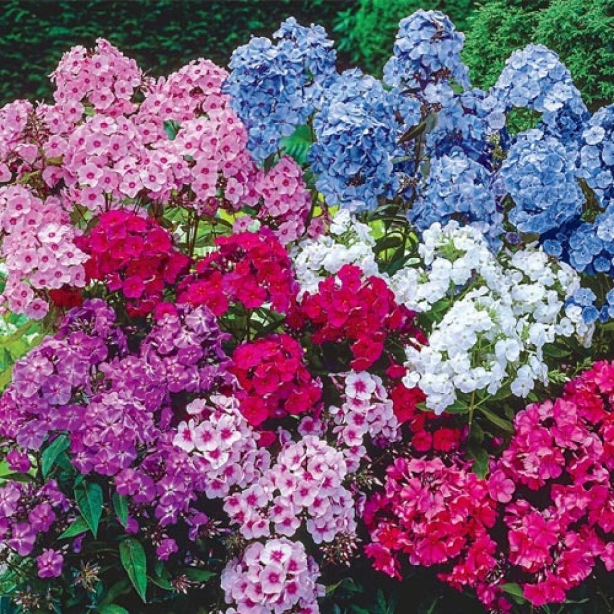 Флокс Phlox Mix