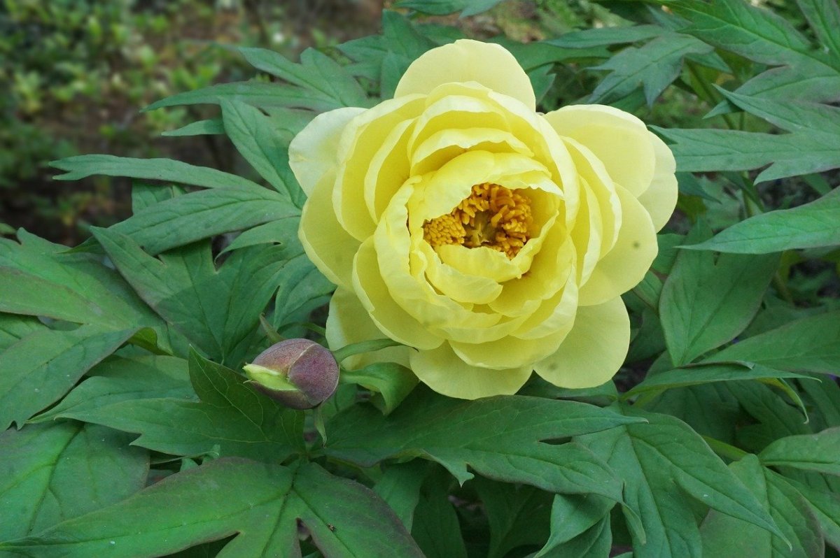 Пион Yellow King