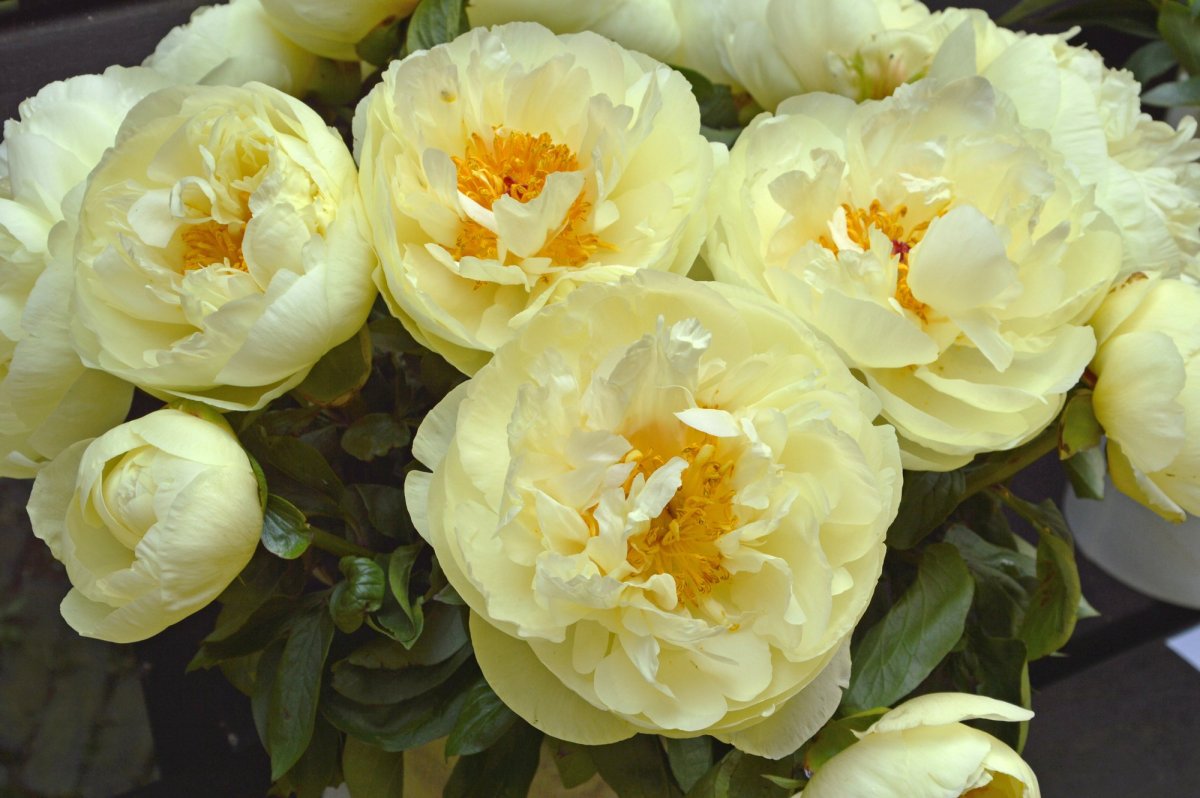 Пион Lemon Chiffon (Лемон Шиффон) гибридный