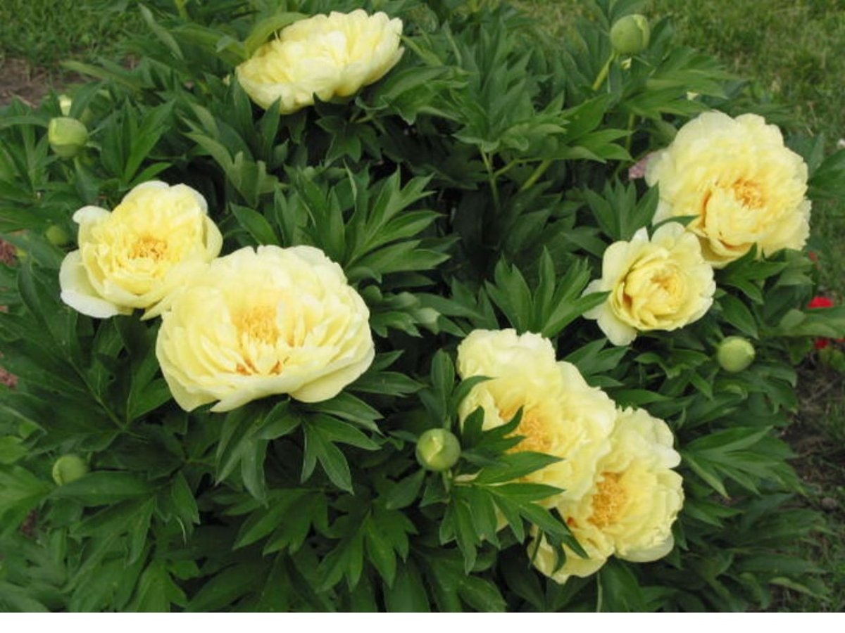 Paeonia Lanning's Double Yellow