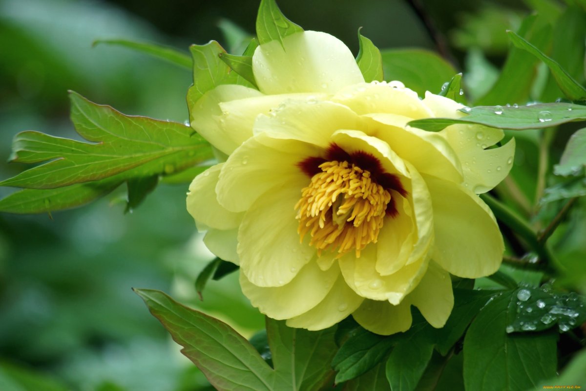 Пион древовидный suffruticosa Yellow
