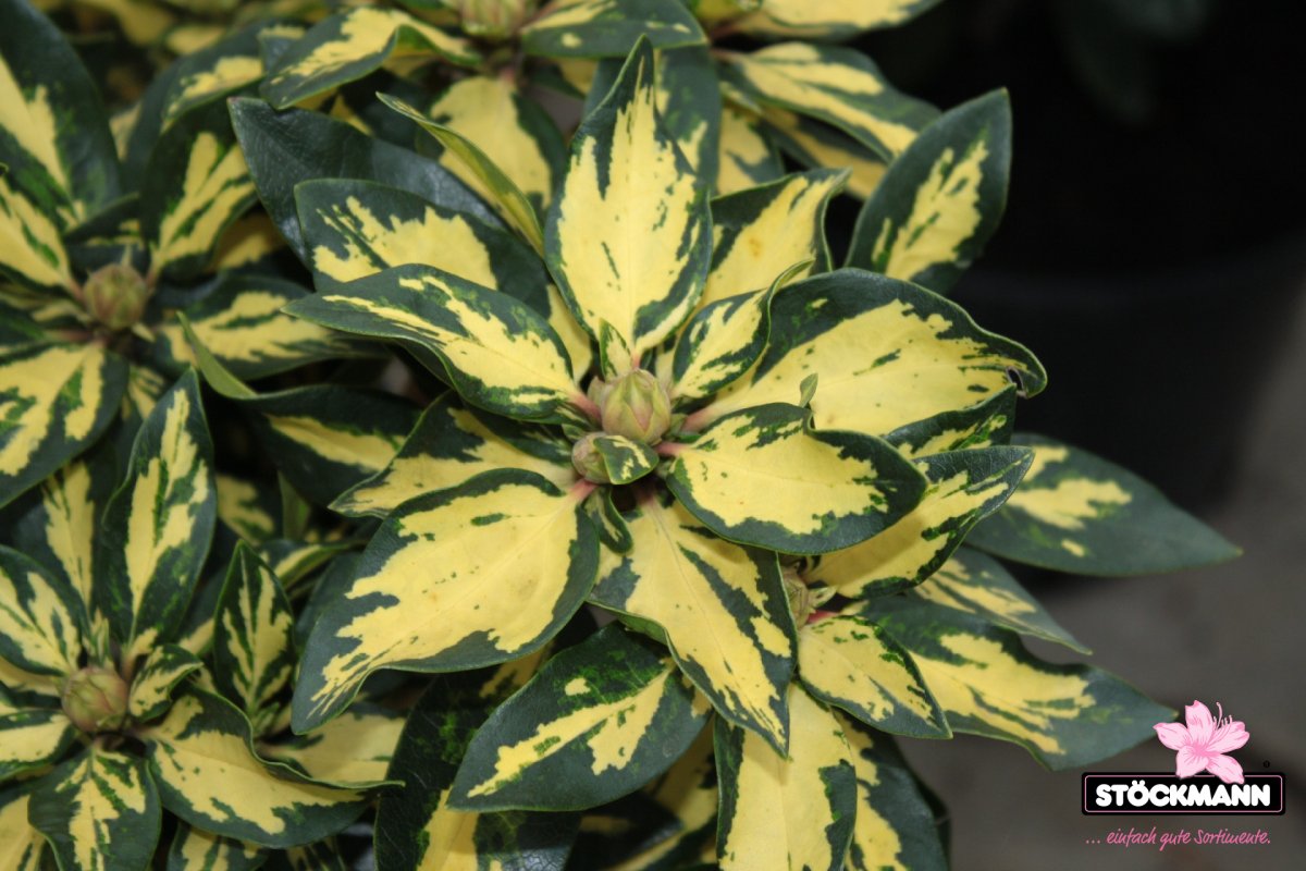 Rhododendron 'Blattgold'