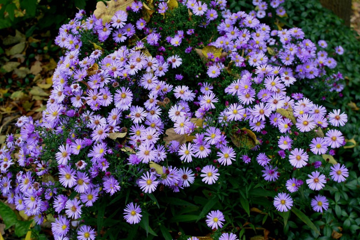 Aster amellus