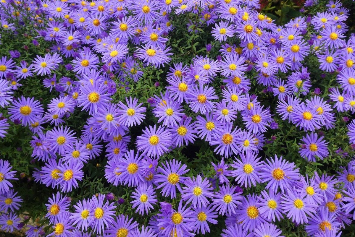 Астра новобельгийская (Aster Novi-Belgii `Royal Ruby`)