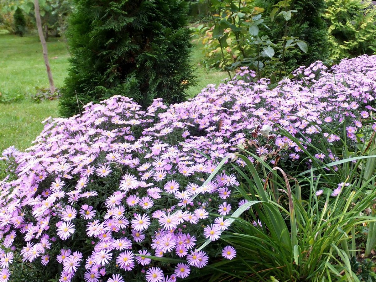 Астра кустарниковая Rosenwichtel