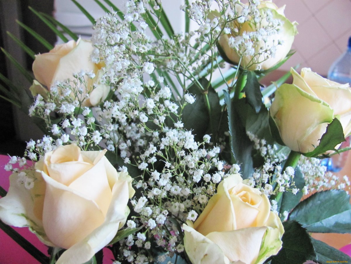 Букет белые розы и гипсофилы