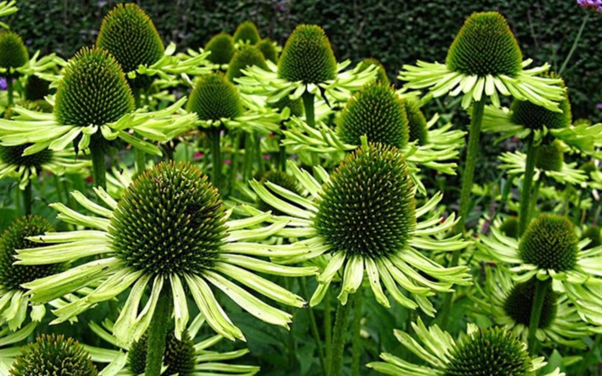 Эхинацея Green Jewel