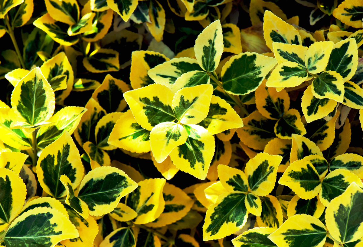 Комнатные цветы с желто зелеными листьями