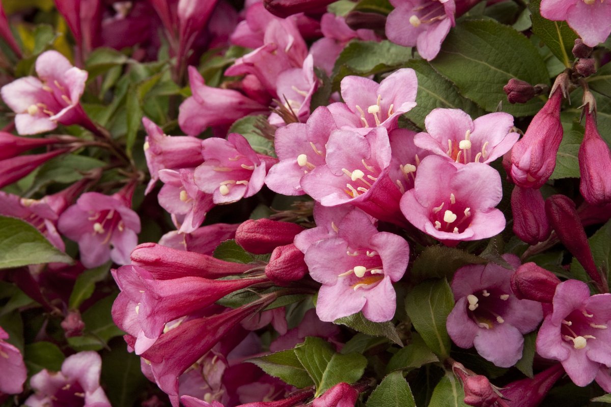 Вейгела Цветущая - Weigela Florida 'purpurea'
