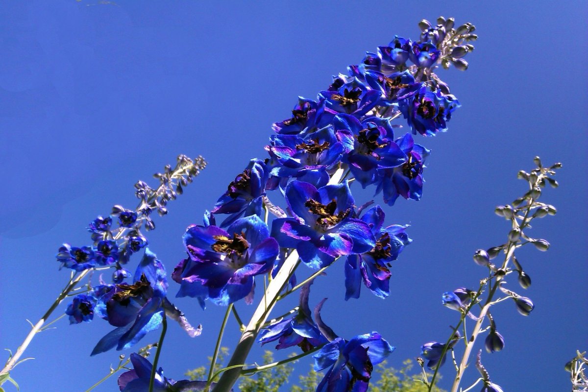 Синие цветы на длинном стебле