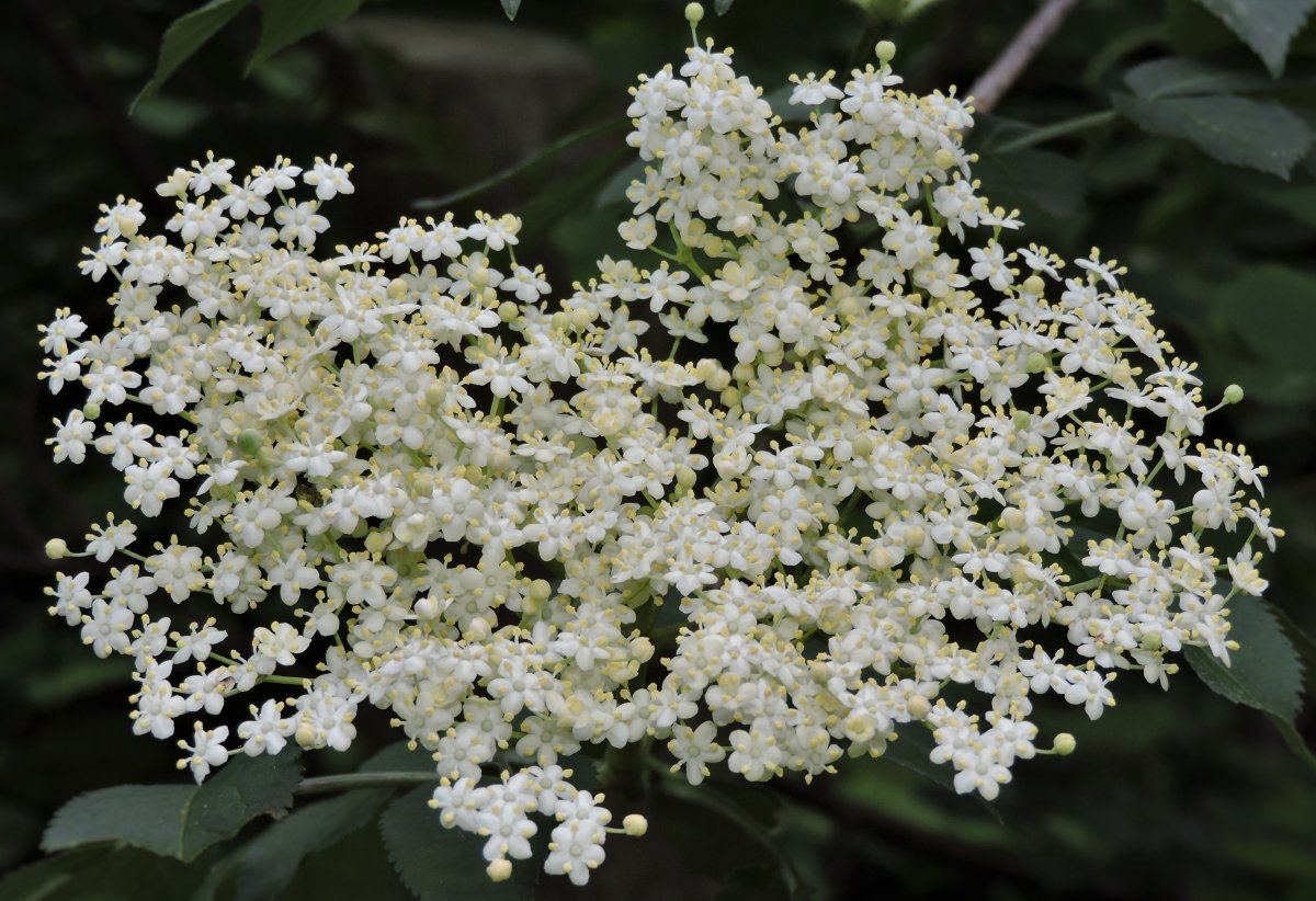 Черная Бузина. Sambucus nigra цветение