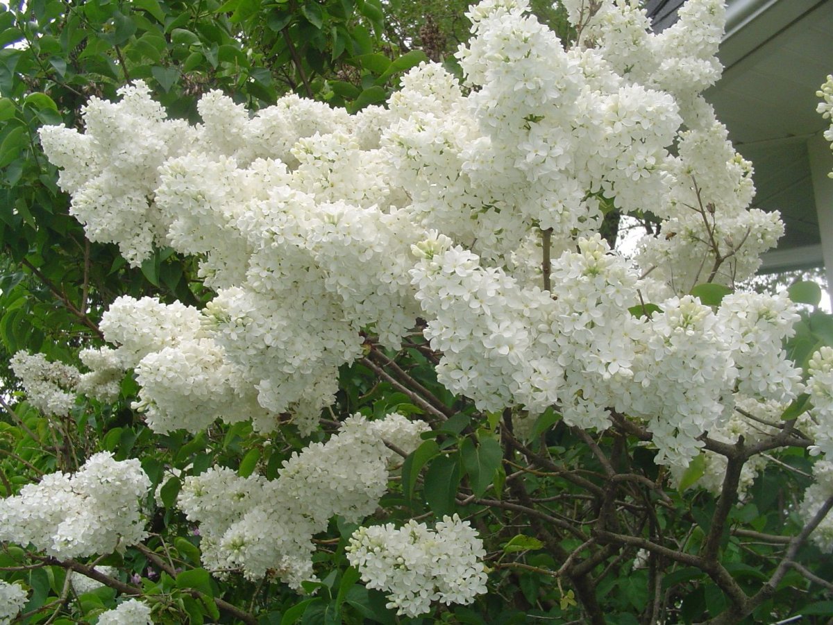 Сирень Амурская
