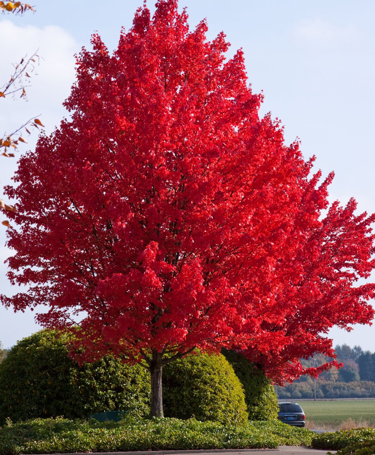 Acer rubrum (клен красный) 'Red Sunset'