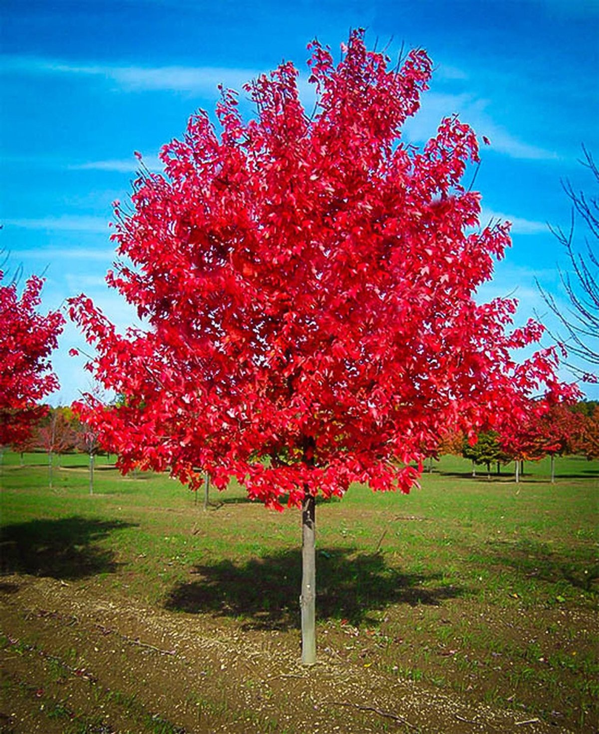 Клен красный Acer rubrum