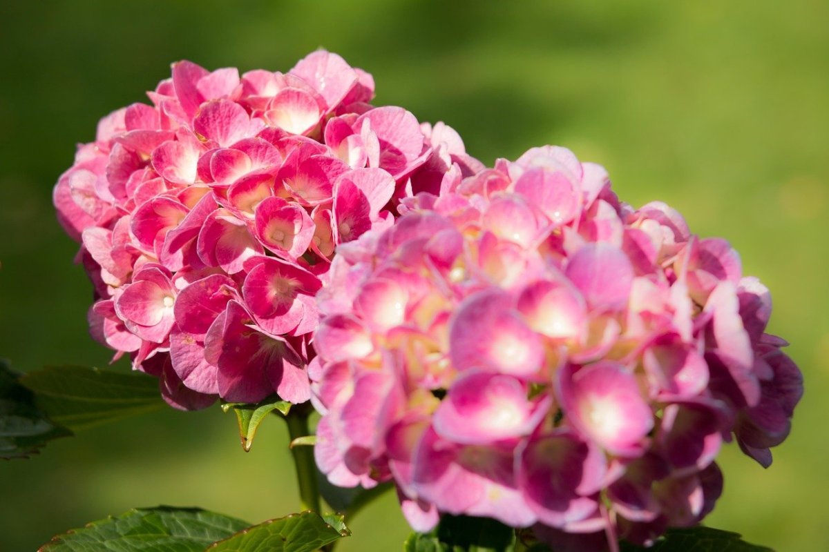 Гортензия doppio Rosa