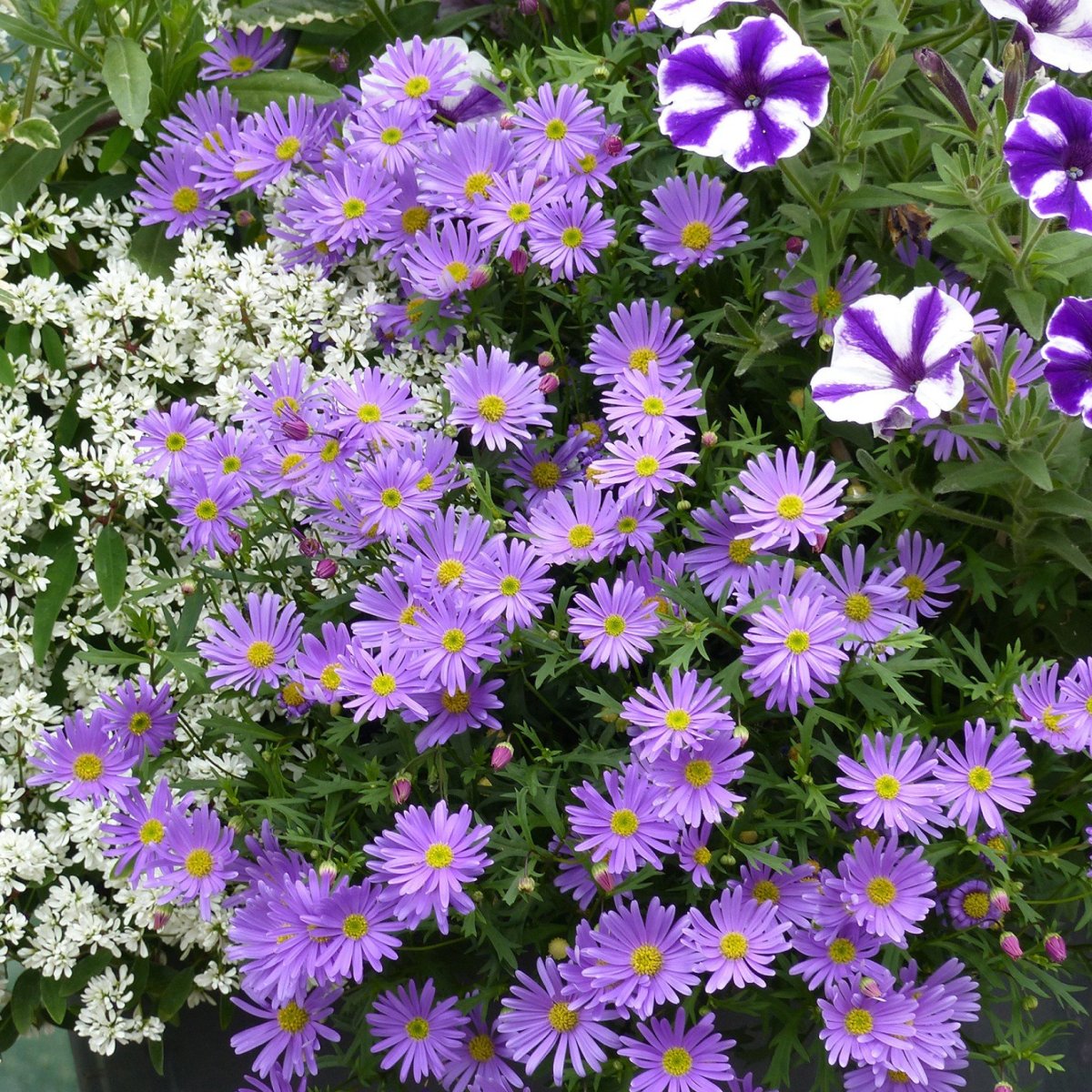 Брахикома Brasco Violet