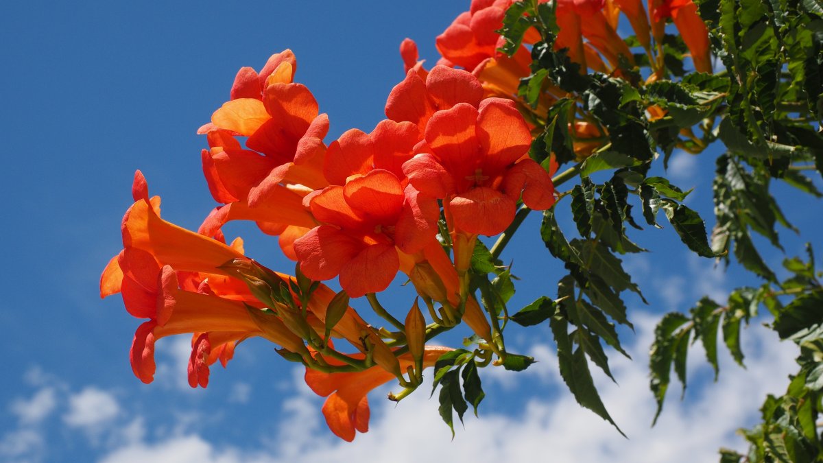 Кустарник с оранжевыми цветами колокольчиками