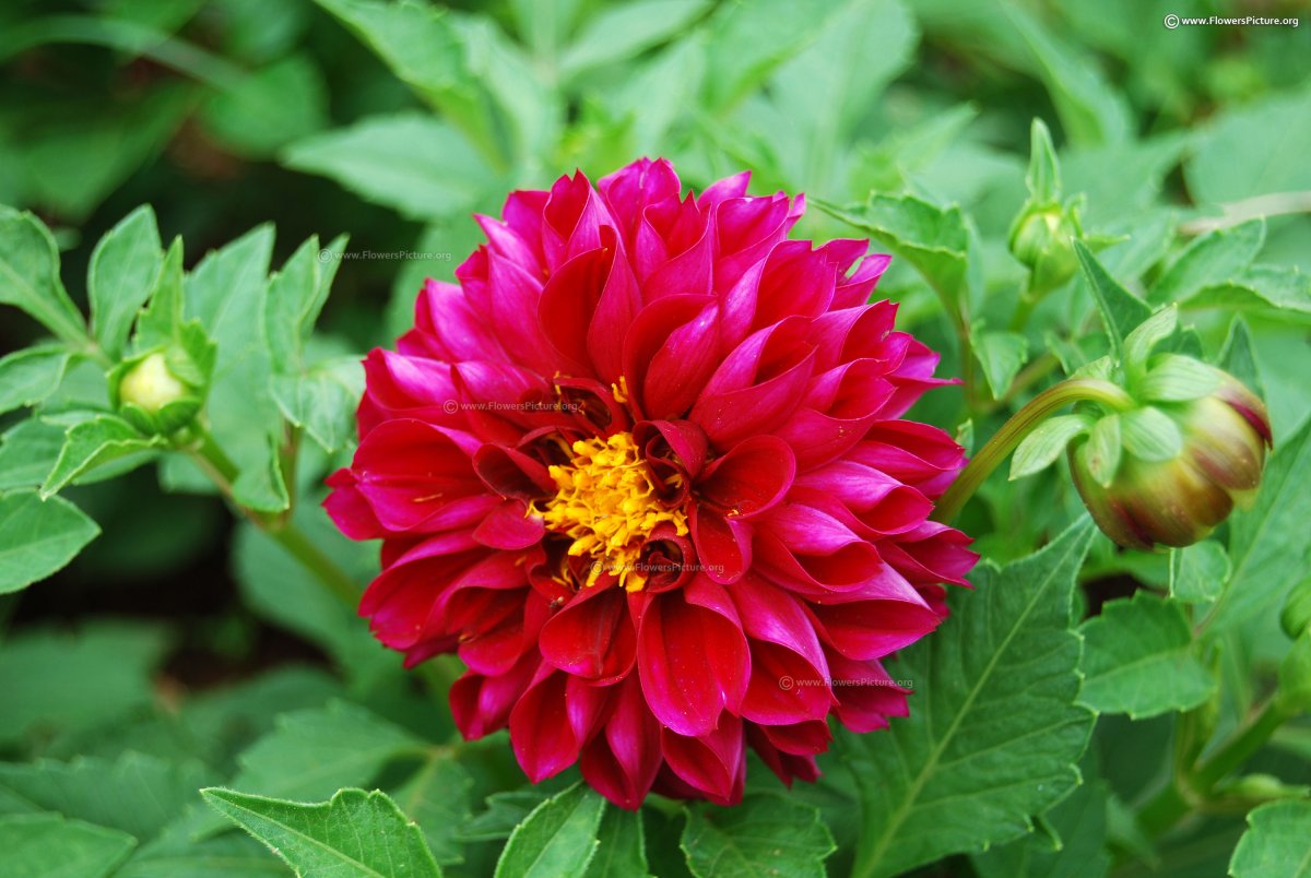 Dahlia pinnata