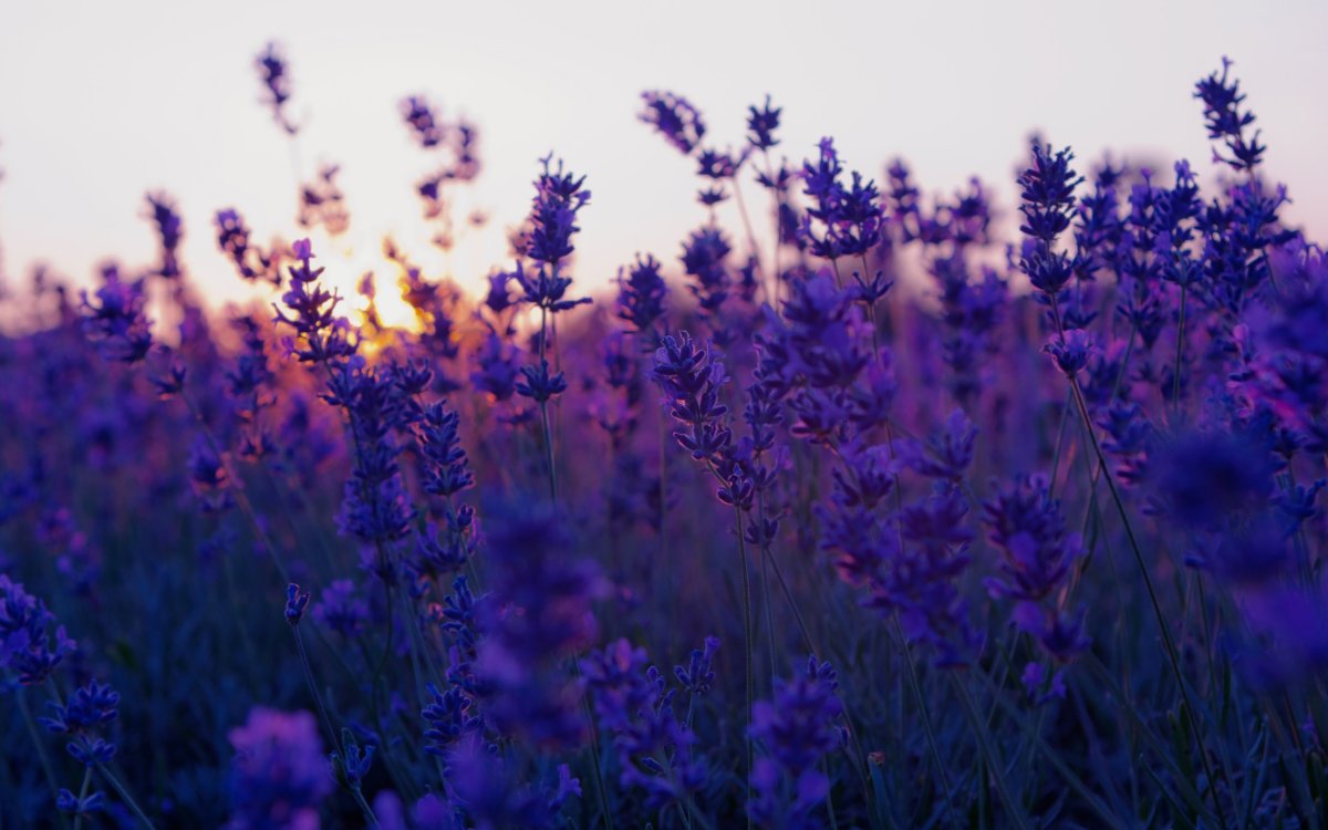 Высокая трава с фиолетовыми цветами